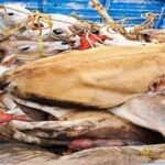 WhatsApp Image 2026-03-13 at 21.31.26