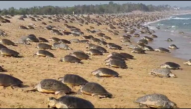 WhatsApp Image 2026-03-15 at 19.09.34