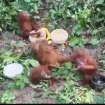 orangutan-2
