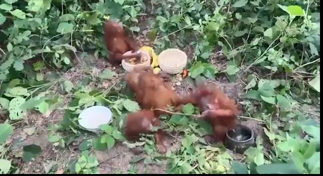 orangutan-2